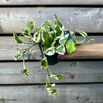 Epipremnum aureum (Potosovec) ´NJOY´, kont. C2L, výška: 50-60 cm